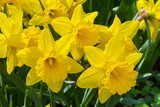 Bright beautiful yellow daffodils.