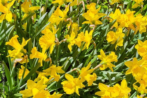 Bright beautiful yellow daffodils. photo