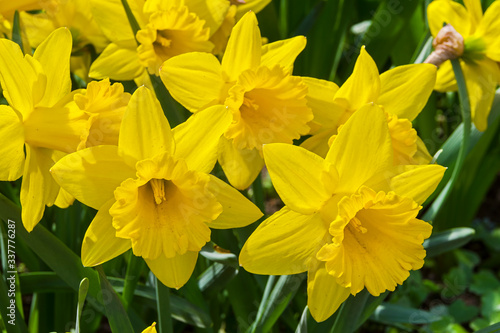 Fotografia Bright beautiful yellow daffodils.