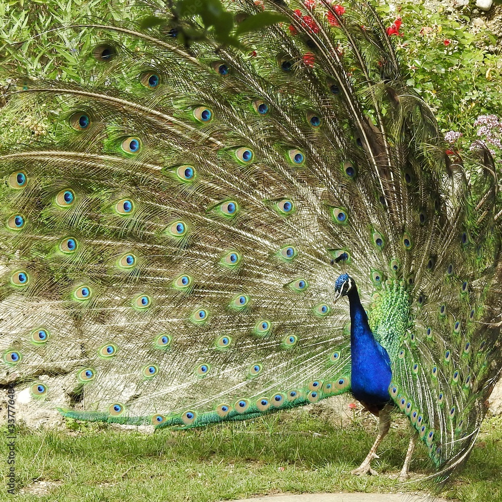Obraz premium Peacock with feathers.