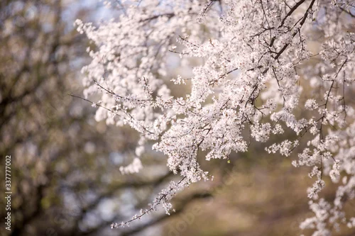 Obraz Kwitnące drzewo