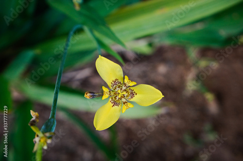 Tropical yellow flower with tree petals and black point from the family of the Iris, common names are walking iris, apostle's iris and apostle plant, Scientific name Trimezia fosteriana photo
