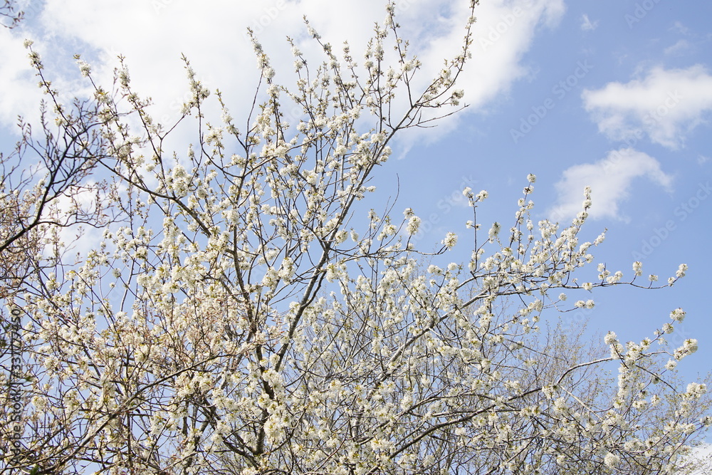 Beautiful tree with white blossoms in front of the blue sky Beautiful tree with white blossoms in front of the blue sky