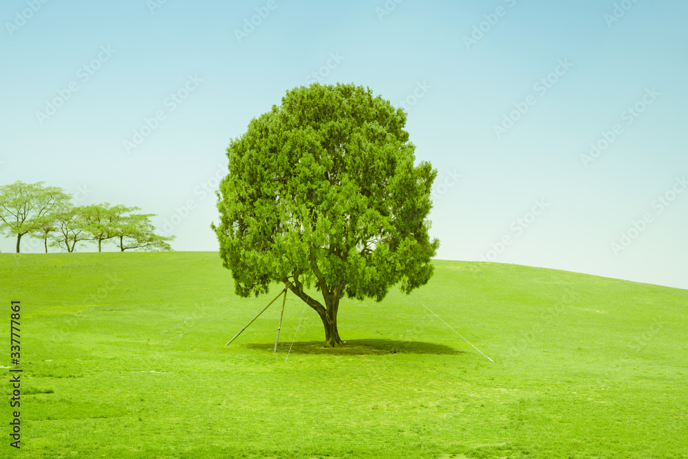 earth day and protect environment activity from less of tree in the field with blue sky earth day and protect environment activity from less of tree in the field with blue sky