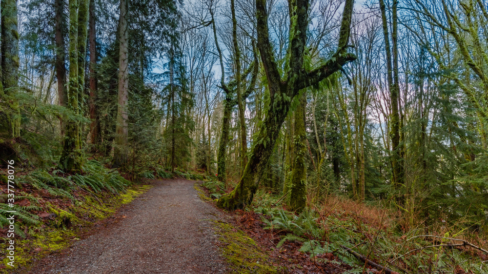 hiking trail in forest - Burnaby Mountain, BC
hiking trail in forest - Burnaby Mountain, BC