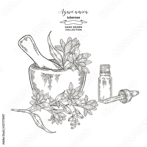 Tuberose branch with mortar and glass bottle of oil. Agave amica or polianthes  or tuberose flowers hand drawn. Vector illustration botanical. Engraving style.