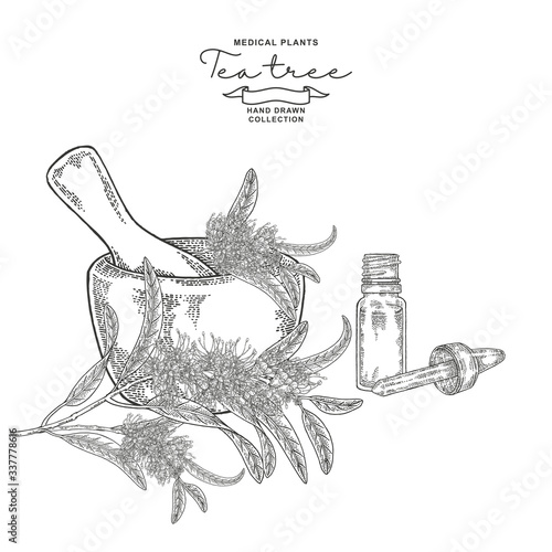 Tea tree flowers hand drawn. Melaleuca branch with mortar and glass bottle of oil. Vector botanical illustration. Engraved style.