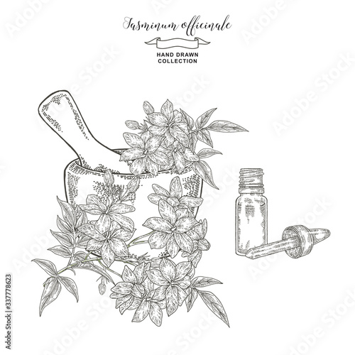 White jasmine branch with flowers and leaves. Hand drawn Jasminum officinale plant with mortar and glass bottle of oil. Vector illustration botanical. Engraving style.