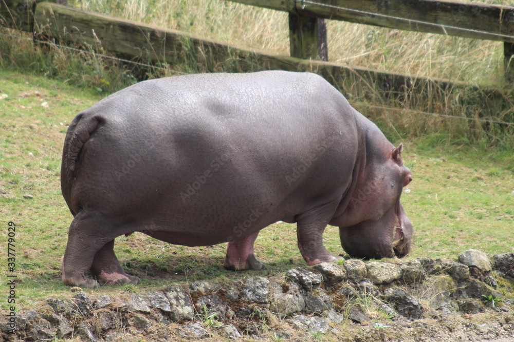 Hippo in the zoo Hippo in the zoo