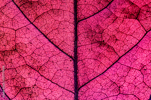 Dry leaf detail texture on white background © banjongseal324
