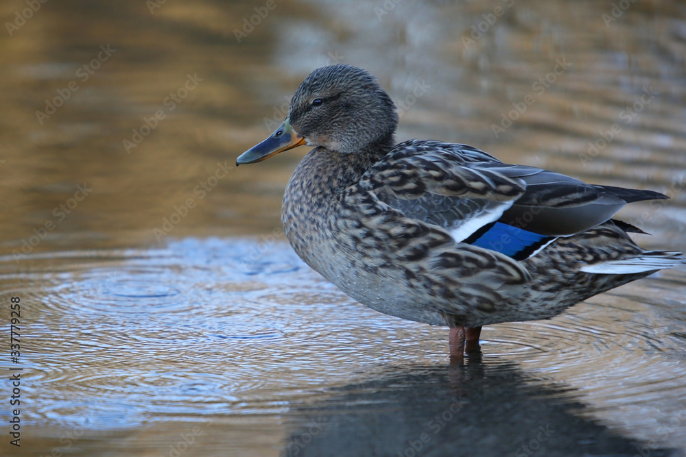 Side view Mallard Ducks Anas platyrhynchos relaxing in pond Side view Mallard Ducks Anas platyrhynchos relaxing in pond