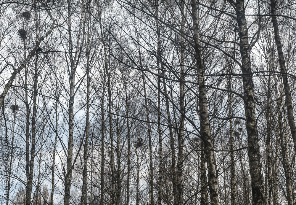 Birch tree trunks pattern. Bird nests on birch branches. Spring, cloudy day Birch tree trunks pattern. Bird nests on birch branches. Spring, cloudy day