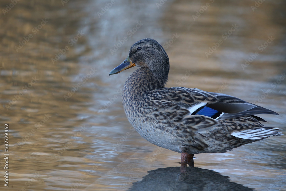Side view Mallard Ducks Anas platyrhynchos relaxing in pond Side view Mallard Ducks Anas platyrhynchos relaxing in pond