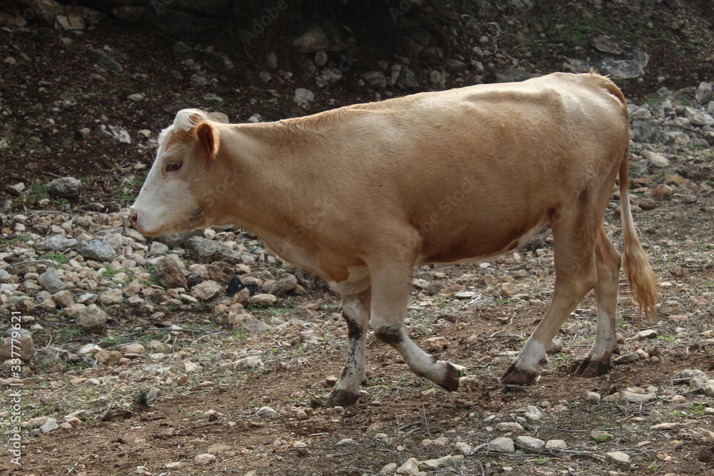 cow in the field cow in the field