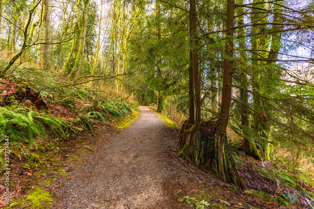 Fototapeta premium hiking trail in forest - BC winter 