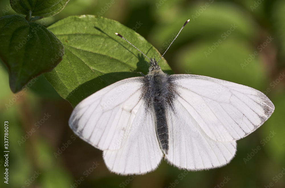Green-veined White (male spring-brood butterfly, Pieris napi) resting on a green leaf in nature Green-veined White (male spring-brood butterfly, Pieris napi) resting on a green leaf in nature