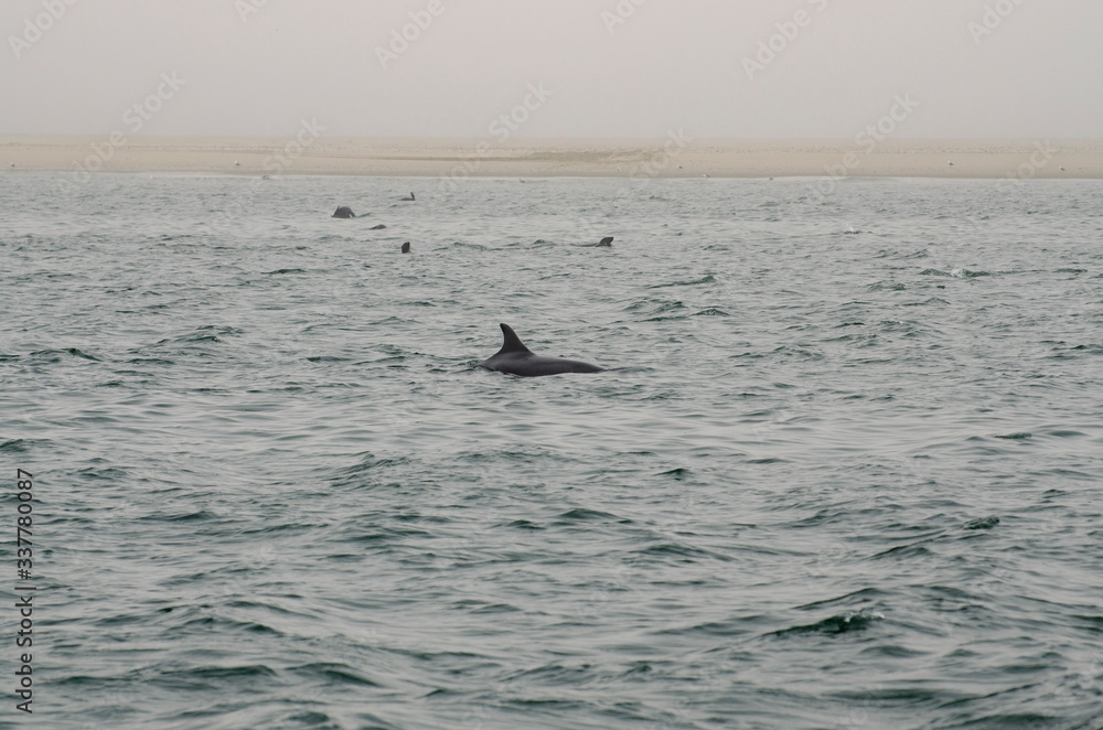 Fototapeta premium dolphin fin in the ocean