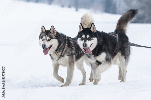 A pack of siberian huskies and malamuts participating in the dog sled racing contest  Tusnad  Romania