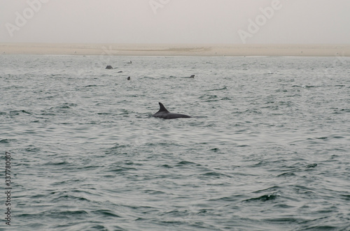 dolphin fin in the ocean