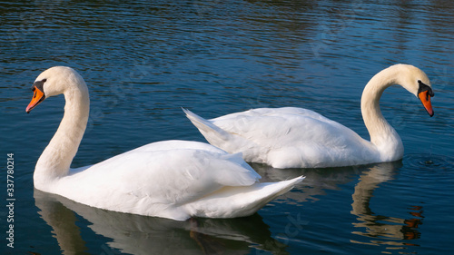 Two white swans passing each other on the water.