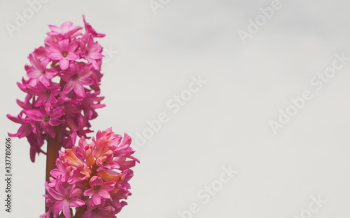 Pink hyacinth on black background. Copy space. Selective focus.