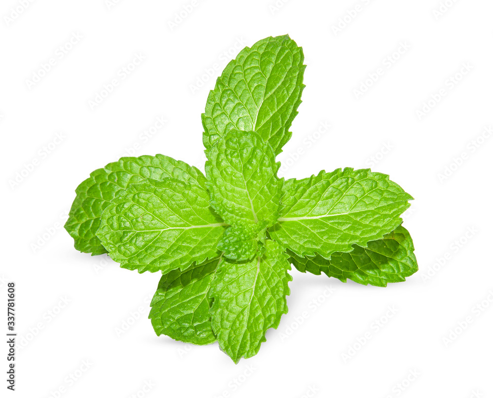 Mint leaves isolated on white. Mint Clipping Path. Professional food photography Mint leaves isolated on white. Mint Clipping Path. Professional food photography