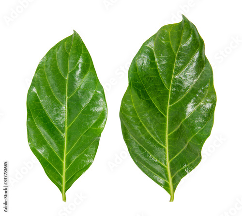 Green leaves of Noni or Morinda Citrifolia isolated on white background with clipping path  Rubiaceae Noni  great morinda  indian mulberry  beach mulberry  cheese fruit  Gentianales 