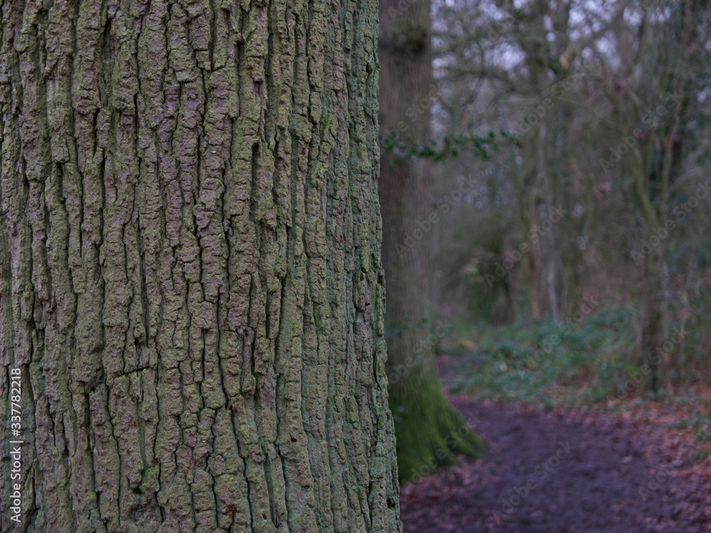 Tree trunk in foreground with path leading through woods to side Tree trunk in foreground with path leading through woods to side