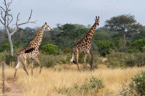 A pair of giraffes (Giraffa giraffa) in the Timbavati reserve, South Africa