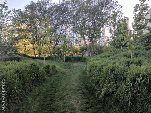 Grass Path in the Park