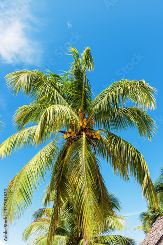 Low angle view of coconut palm tree below the blue sky