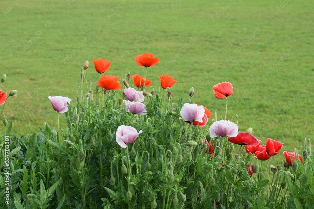 Fototapeta premium Wild red and pink flowers in bloom