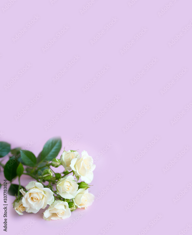 bouquet of white roses with background