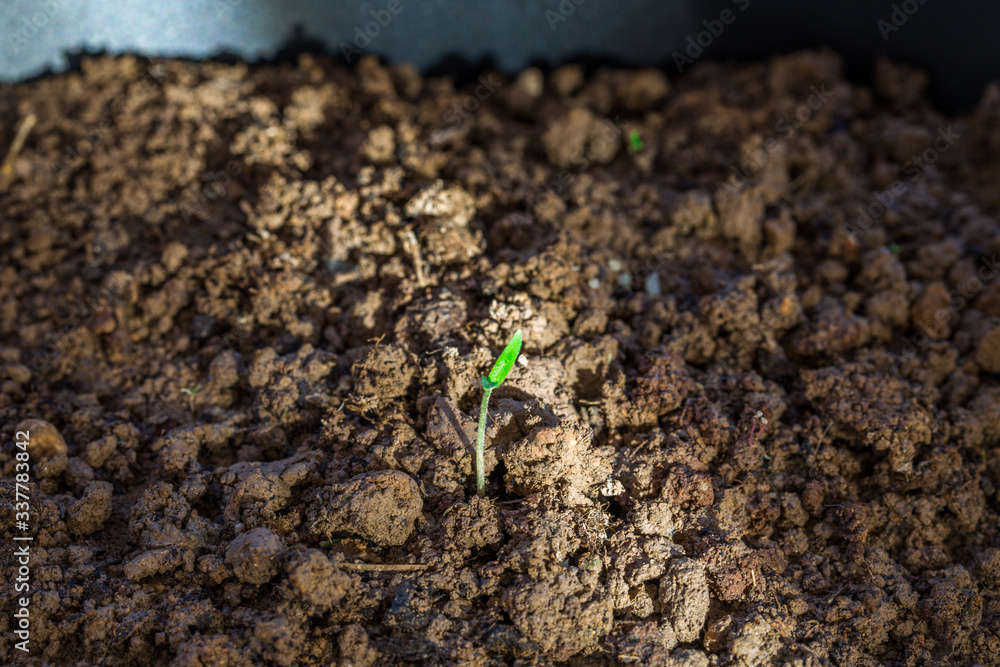 Little plant growing on soil with sunlight Little plant growing on soil with sunlight