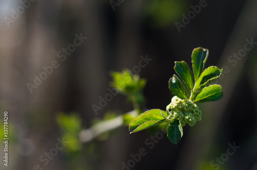 First green leaves on branch of tree