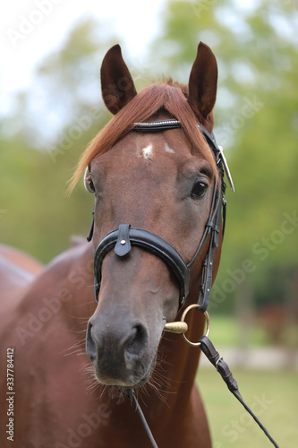 Close up of a chestnut colored race horse on natural green blur background in sunshine © acceptfoto