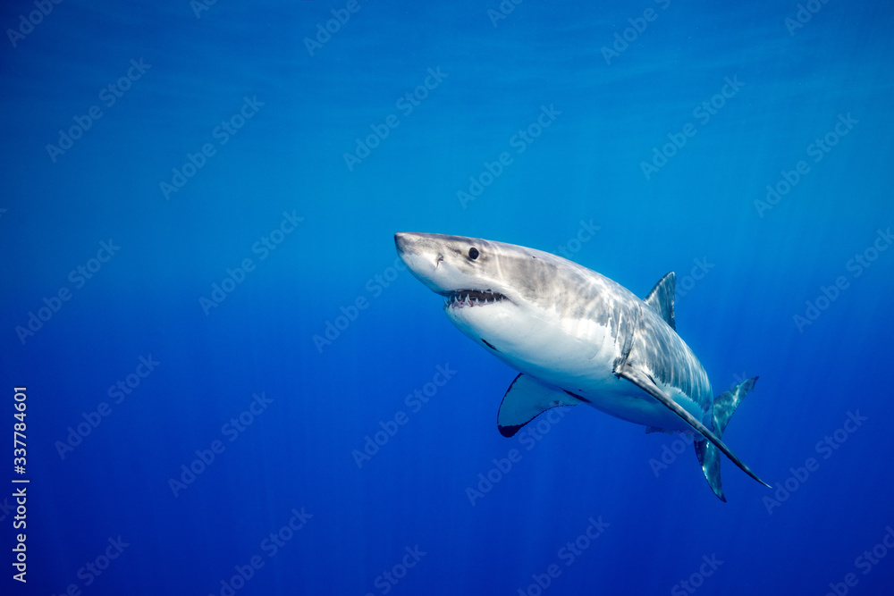 Fototapeta premium Great white shark