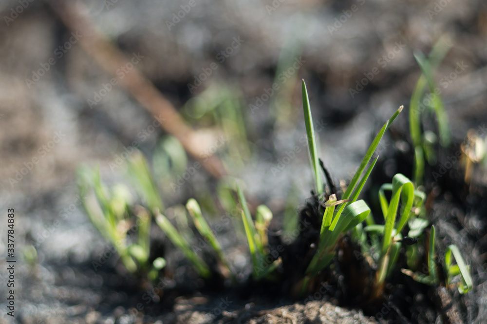 Fototapeta premium Green grass try to grow after fire
