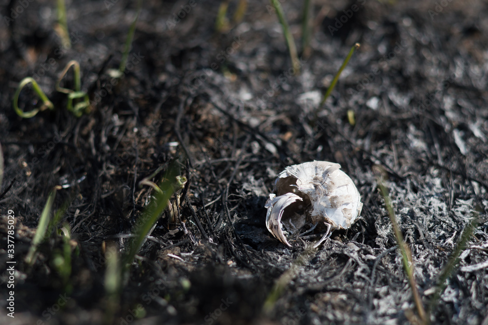 Green grass try to grow after fire Green grass try to grow after fire