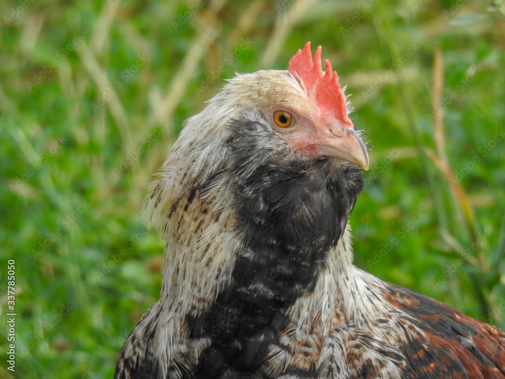 Closeup of farmyard chicken