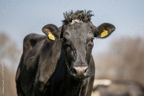 Black Holstein-Friesian Cow in the sunlight, looking straight into the Camera 