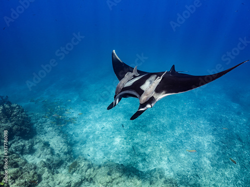 Fototapeta Giant Manta ray with ramoras swims over a shallow reef