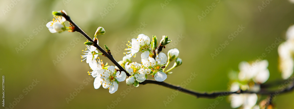 white cherry flowers on a green background white cherry flowers on a green background