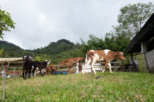 calfs in ranch