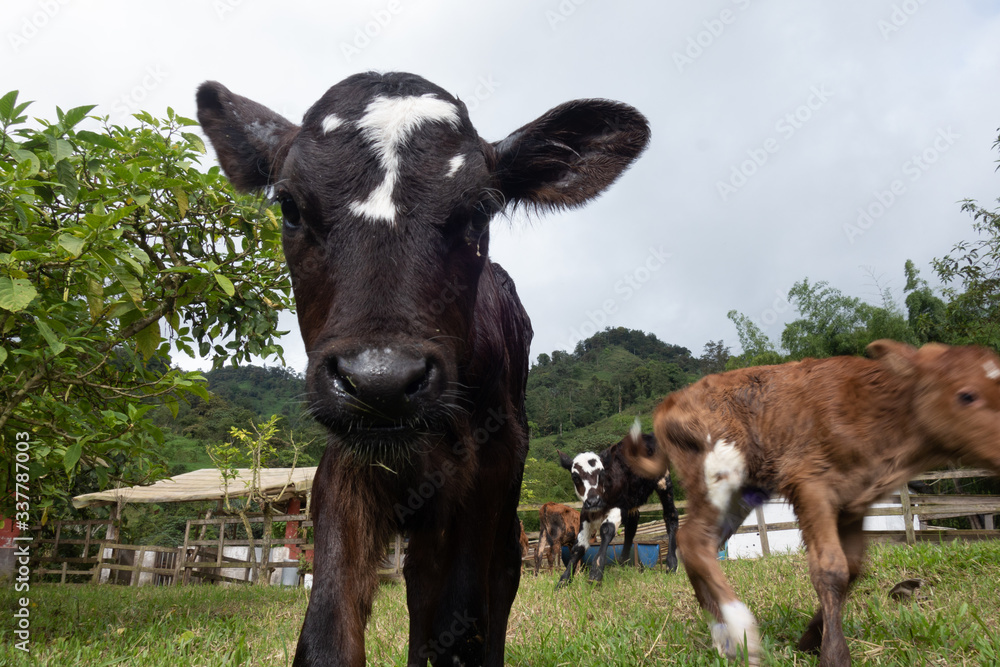 curious calf curious calf