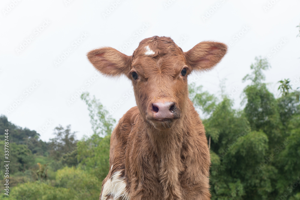 young calf in a field young calf in a field