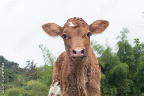 young calf in a field
