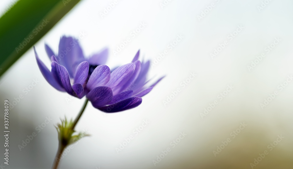 Purple anemone flower background