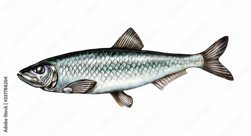 Clupeonella Clupeonella