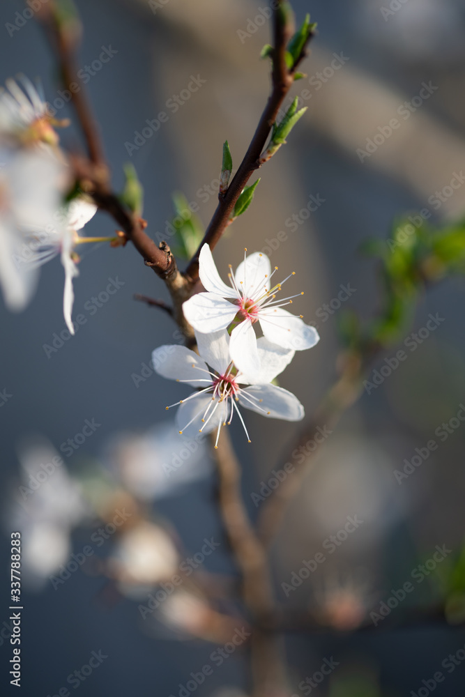 Weiße Blüten an Ästen. Frühlingserwachen, Makroaufnahme Weiße Blüten an Ästen. Frühlingserwachen, Makroaufnahme